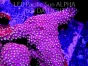 Cyphastrea ocellina RAINBOW ON BULLS HEAD (22.06.2023) MM4-I-32  10x5cm