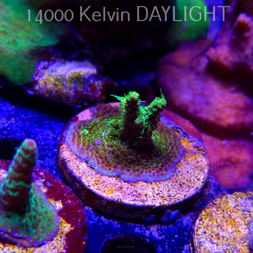 Acropora JMC YELLOW SPECIAL (21.06.2025) L4-II-26  3cm