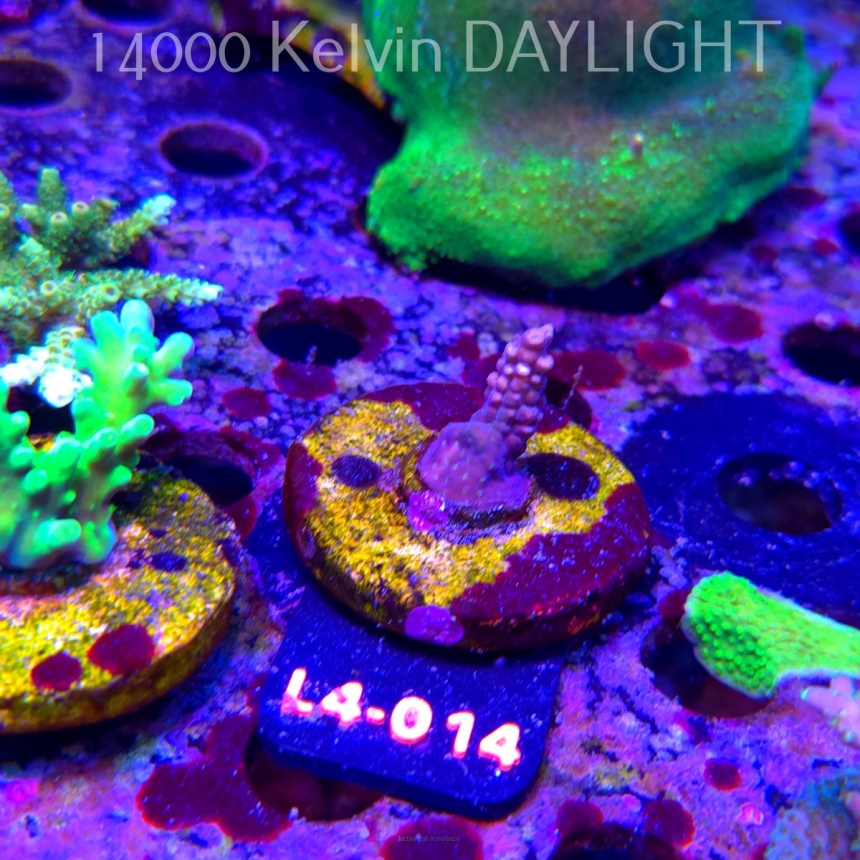 Acropora sp. AUSTRALIA  (07.01.2026) L4-014  2cm