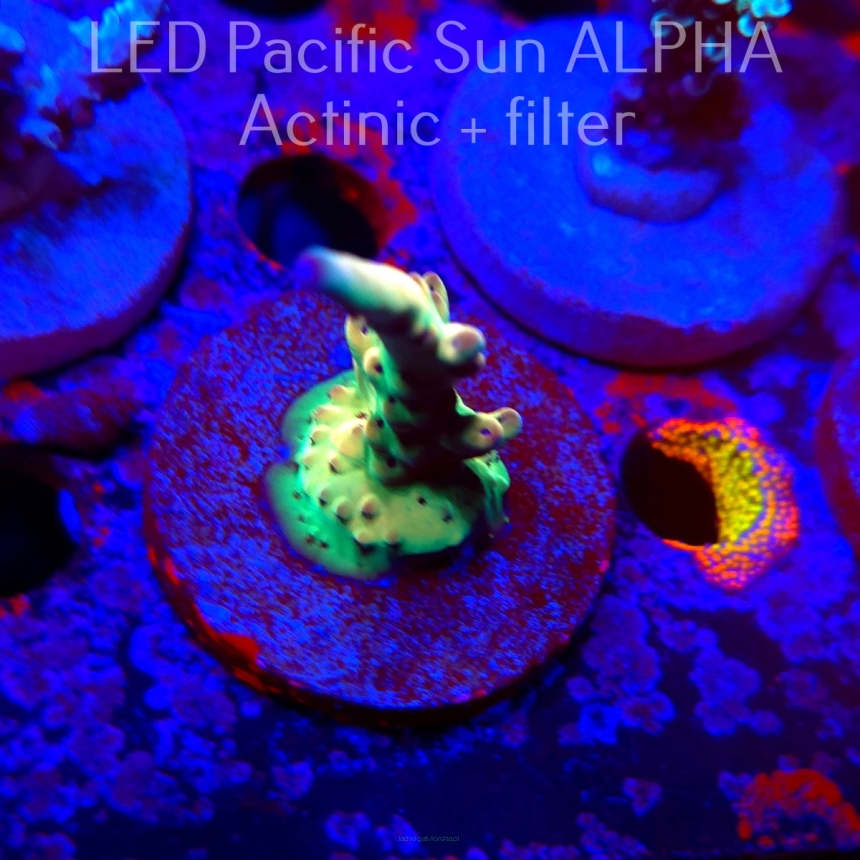Acropora LORIPES FIJI GOLD (02.02.2025) L3-II-29  6cm (deepwater)