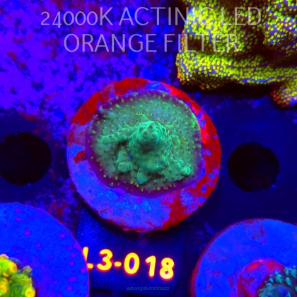 Acropora sp. AUSTRALIA (04.01.2026) L3-018  4cm