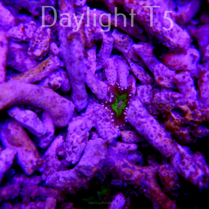 Phymanthus crucifer JMC Rock Flower Anemone (10.12.2021)