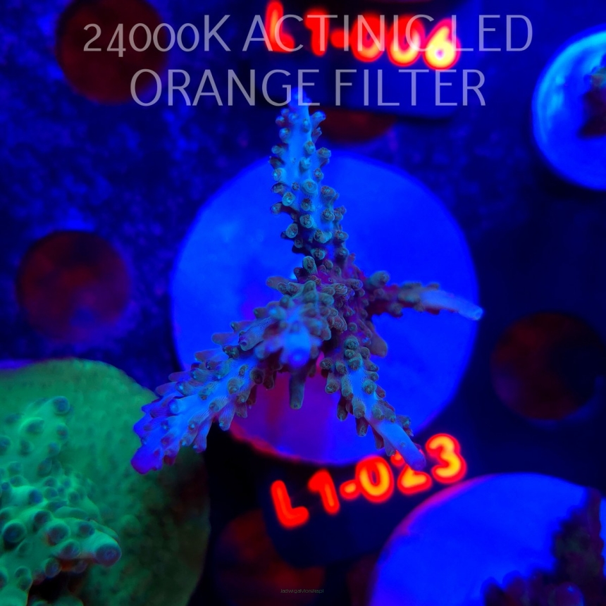 Acropora sp. AUSTRALIA  (09.10.2025) L1-023  7cm