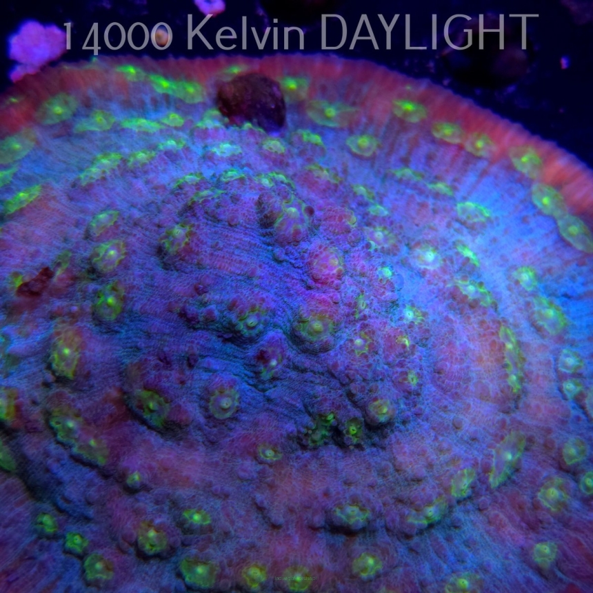 Mycedium robokaki GREEN FLARE (06.05.2024)  12cm
