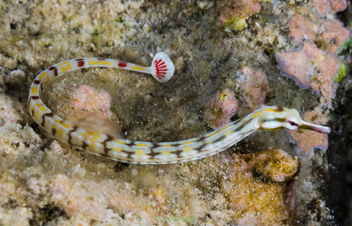 Corythoichthys alchetron 13 cm