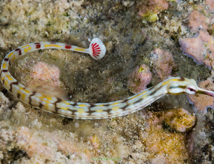 Corythoichthys alchetron 13 cm