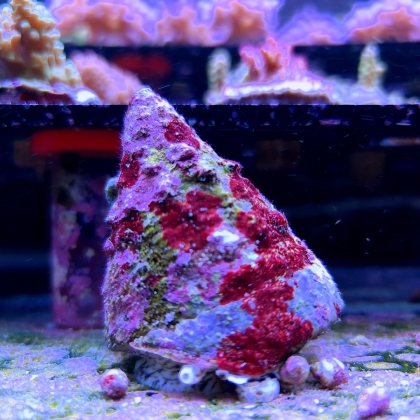 Trochus maculatus (BIG Piramid Snail) rozmiar 6-7 cm