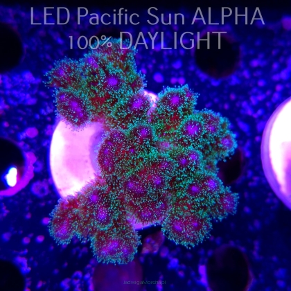Pocillopora damicornis Bird of Paradise Birdsnest (23.01.2025)  6cm