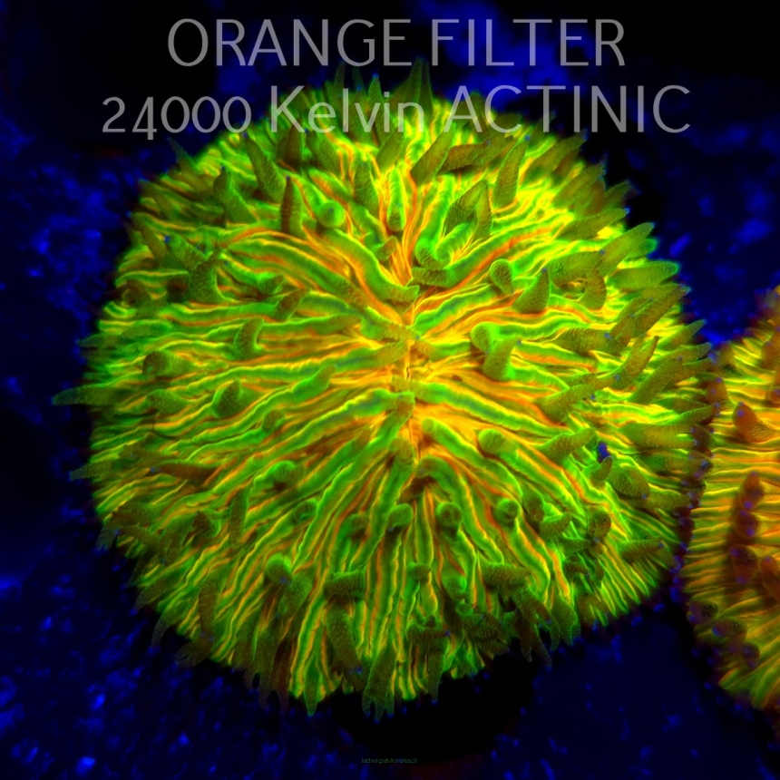   Fungia RAINBOW MALAYSIAN (20.06.2025)  5cm