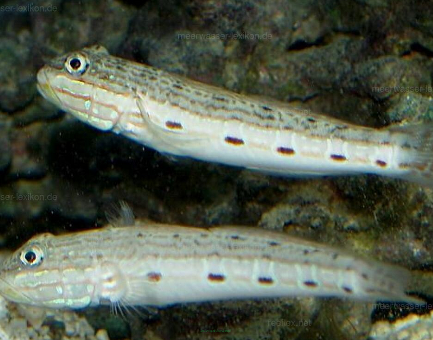 Valenciennea longipinnis 6-7 cm