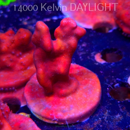 Blue Ridge Coral - Heliopora coerulea - Blue Fire Coral (06.05.2025)  5cm