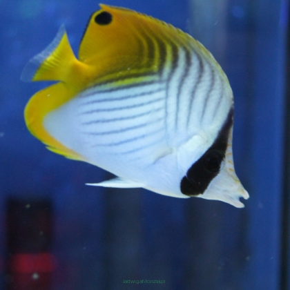 Chaetodon auriga rozmiar 10cm