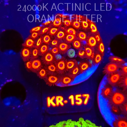 Zoanthus JOHNNY PUMPKIN (03.01.2026) 30P+ KR-157