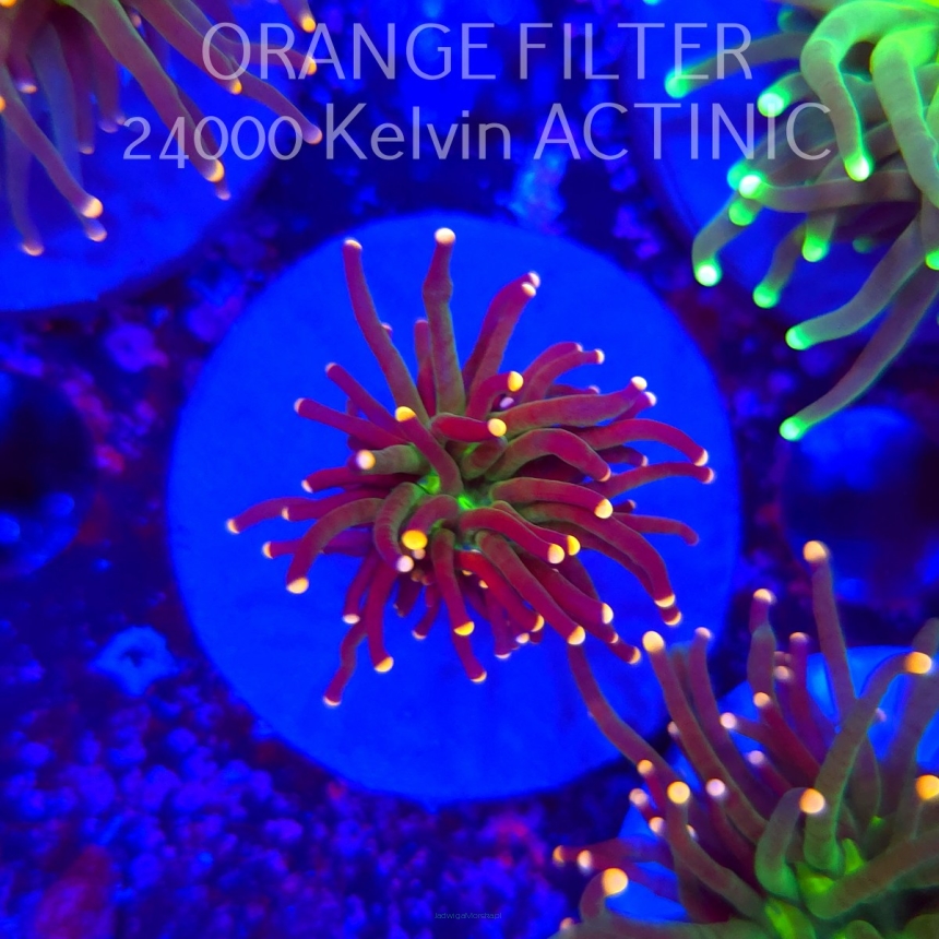   Euphyllia glabrescens Malaysian Miami Torch (20.06.2025)