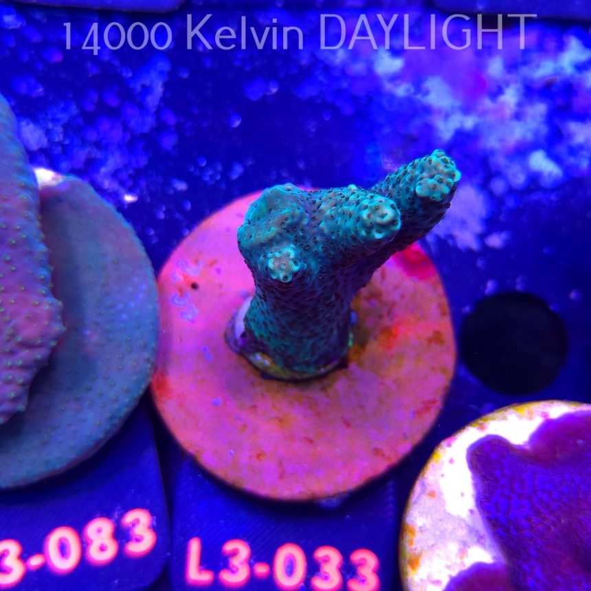 Acropora sp. AUSTRALIA (04.01.2026) L3-033  6cm