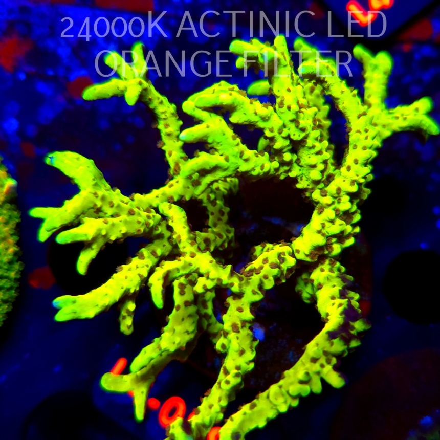 Anacropora WWC SLIMEBALL (05.01.2026) L3-089  8cm