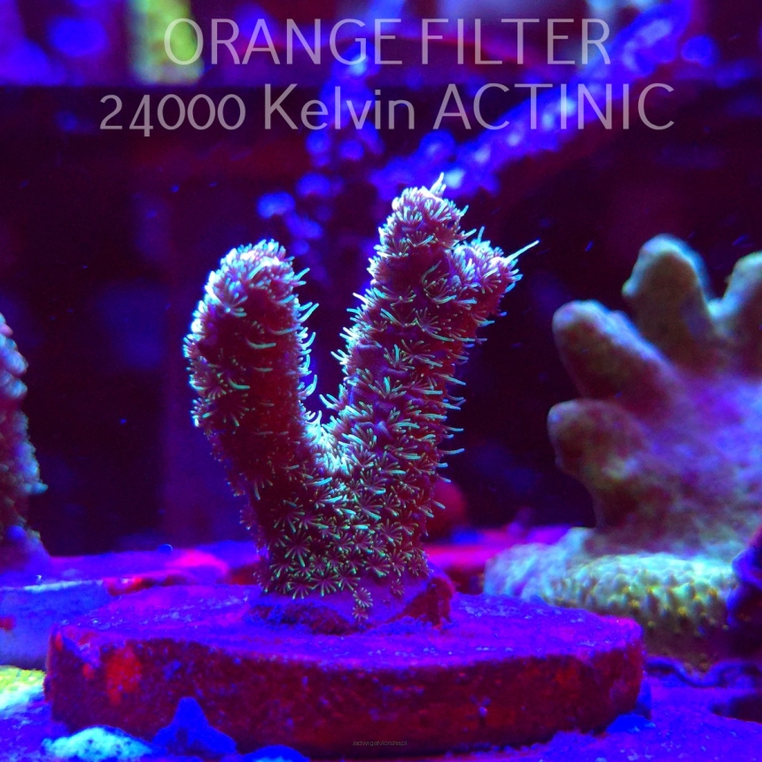 Acropora MILLEPORA LONG POLYP (21.06.2025) L4-I-33  4cm
