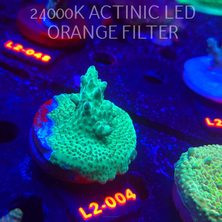 Acropora TG KERMIT THE FROG (14.11.2025) L2-004  5cm