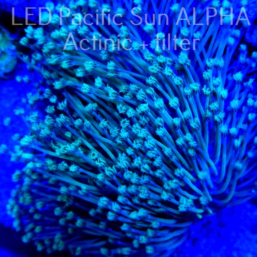 Sarcophyton FLUO GREEN PETALS (20.11.2022) XL