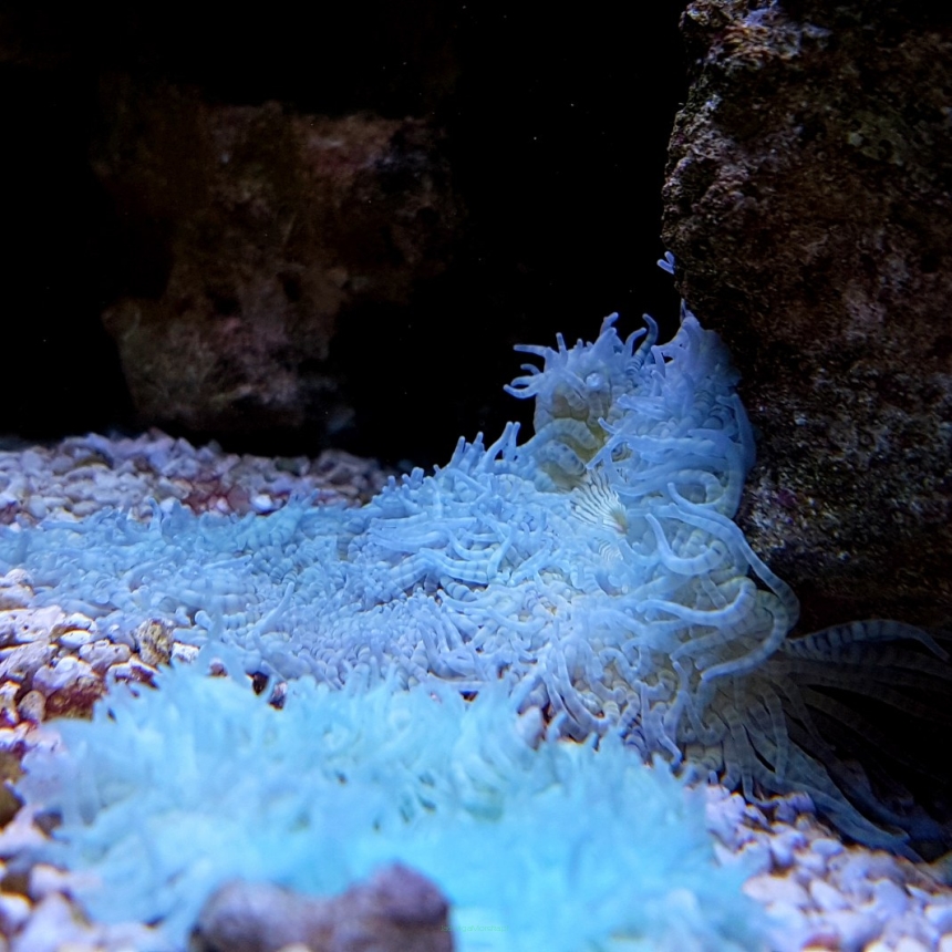 Actinia equina - ukwiał koński