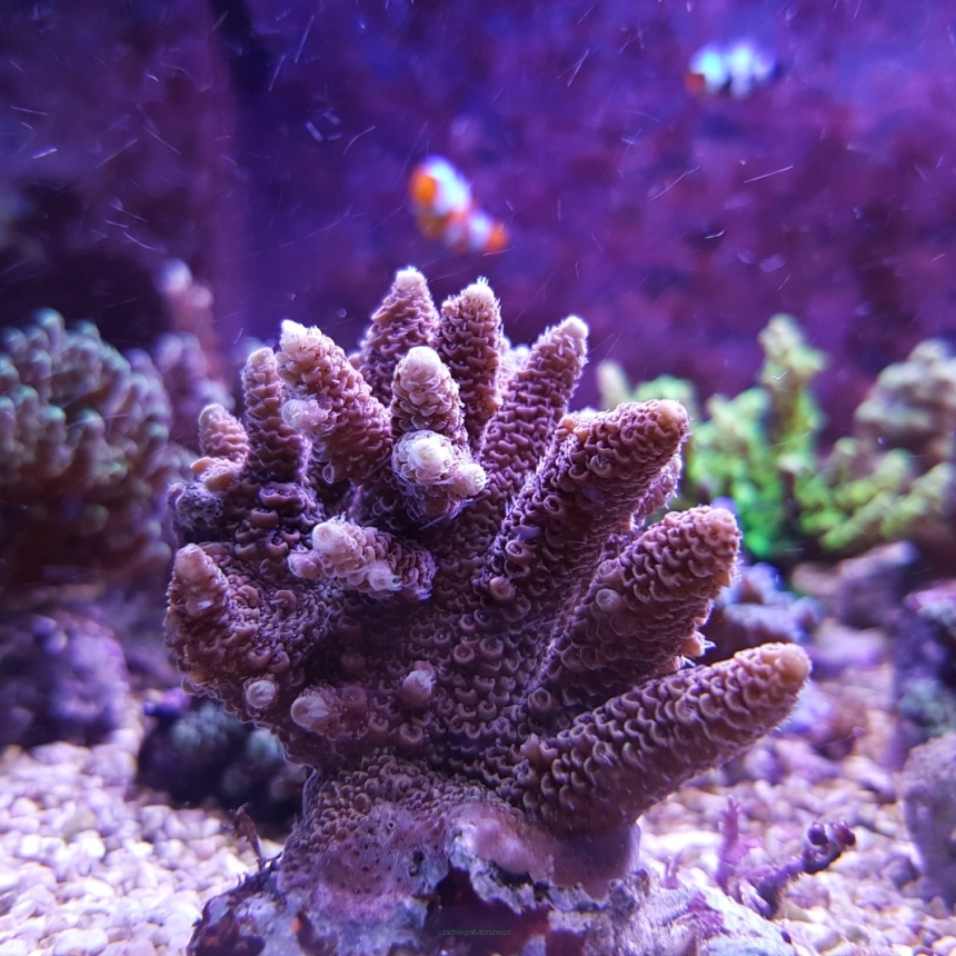 Acropora millepora (red w/ yellow tips)