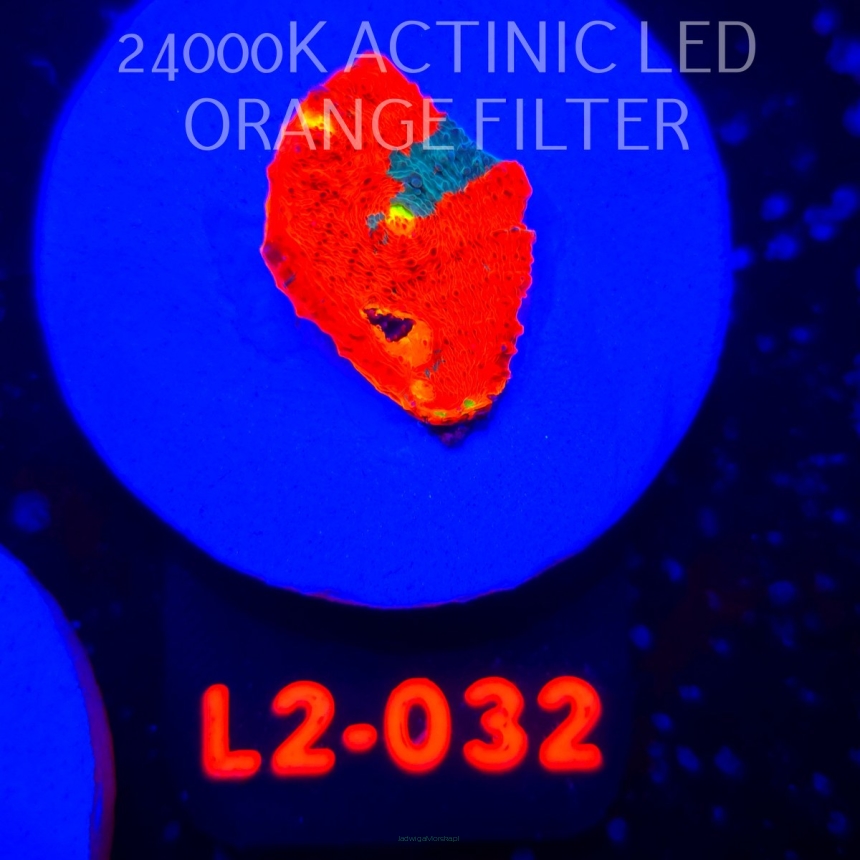  Echinophyllia OG Bugatti Chalice (22.01.2026) L2-032  2cm