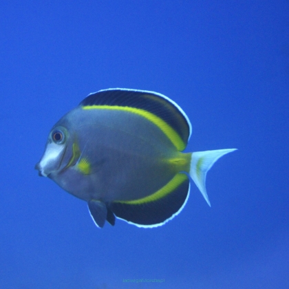 Acanthurus japonicus rozmiar 7 cm