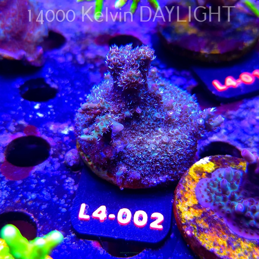 Acropora sp. PREMIUM AUSTRALIA  (07.01.2026) L4-002  5cm