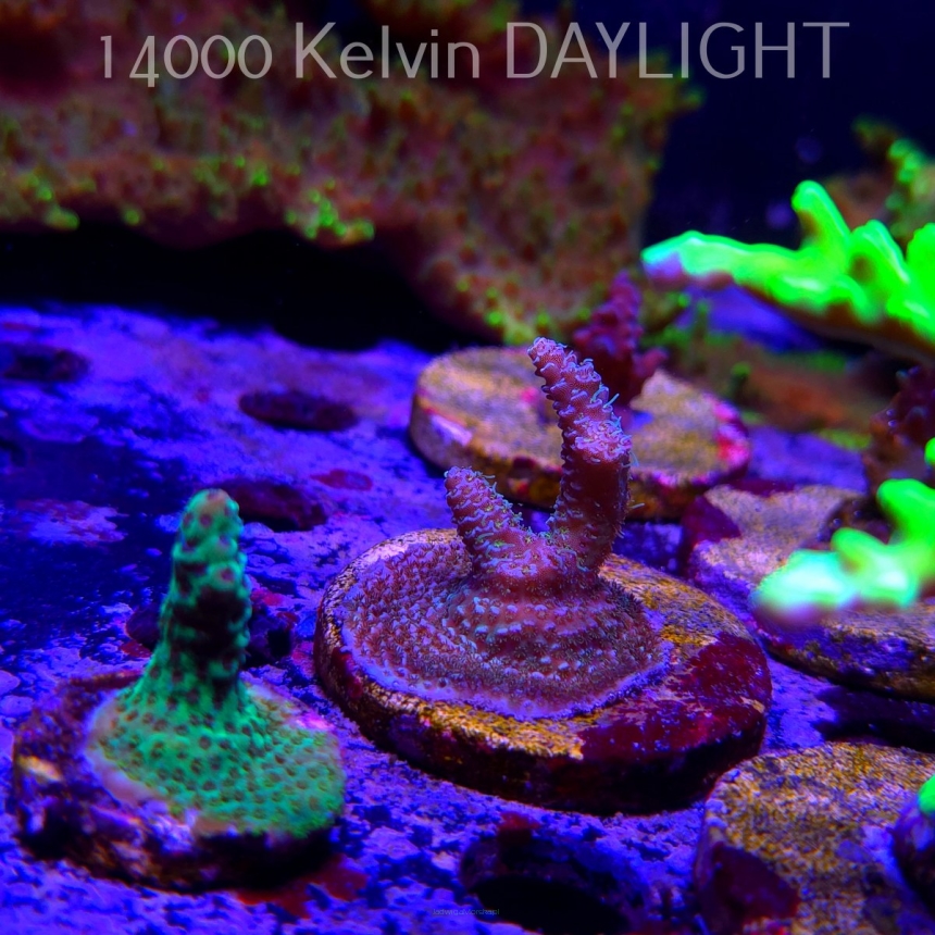 Acropora sp. AUSTRALIA  (21.06.2025) L4-III-4  5cm