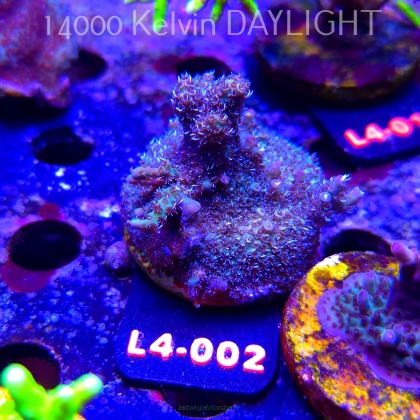 Acropora sp. PREMIUM AUSTRALIA  (07.01.2026) L4-002  5cm