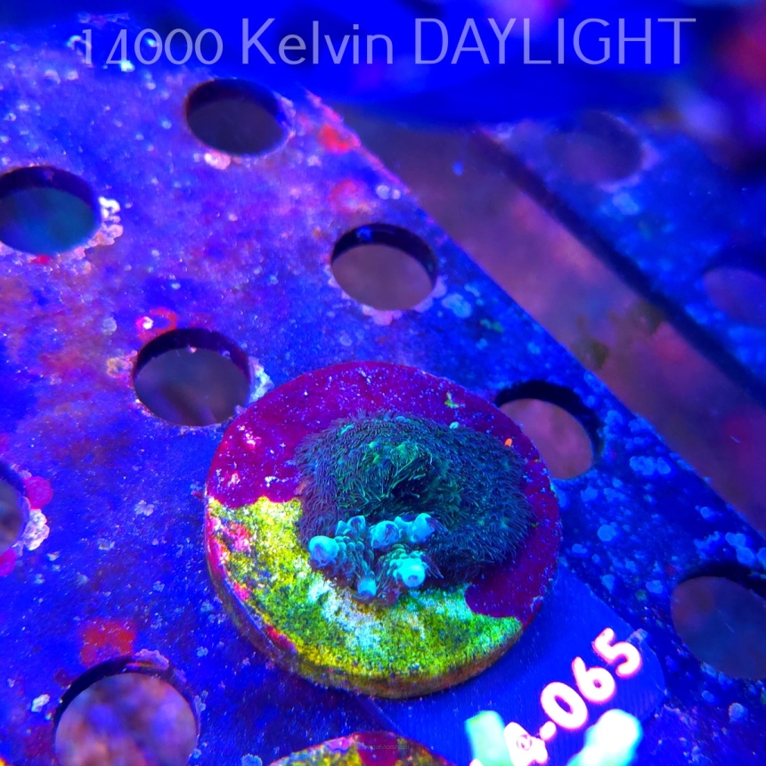 Acropora sp. AUSTRALIA  (07.01.2026) L4-065  2cm