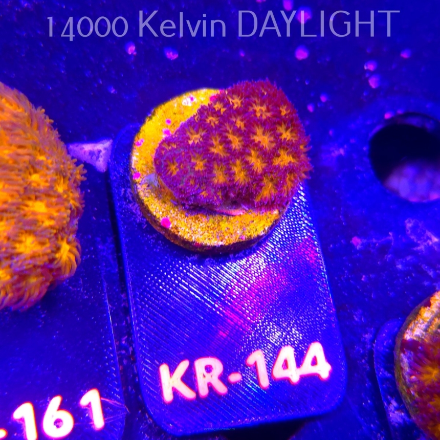 Leptastrea pruinosa JOHN DEERE (14.01.2026) KR-144  2.5cm