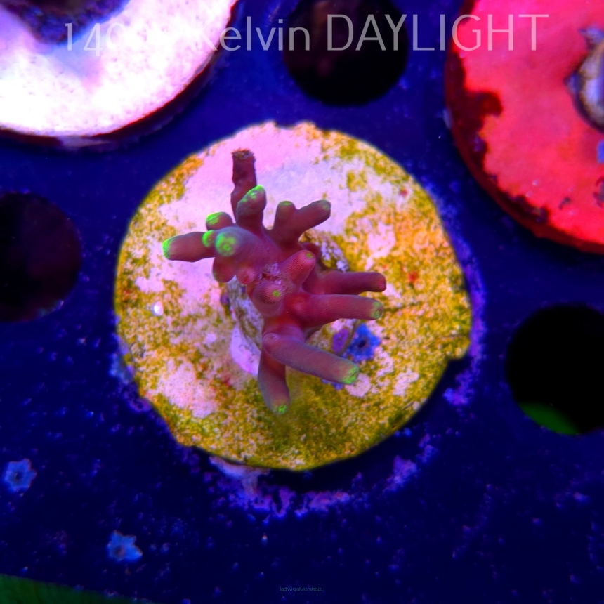Acropora suharsonoi (19.06.2025) L3-I-27  3cm UNIQUE