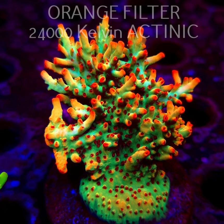   Acropora microclados JMC SIGNATURE STRAWBERRY SHORTCAKE PRIV (06.04.2025) MM6-III-30  7cm