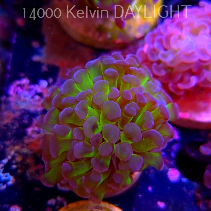 Euphyllia paraancora GREEN HOLOGRAM HAMMER (01.04.2025)