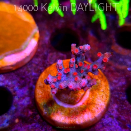 Cyphastrea decadia JF PINK BRANCHING (09.05.2025) MM1-III-7  3cm