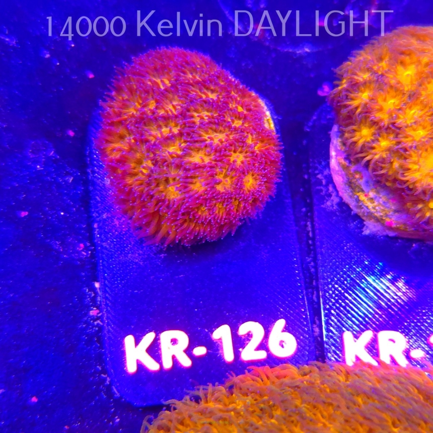 Leptastrea pruinosa JOHN DEERE (14.01.2026) KR-126  3cm