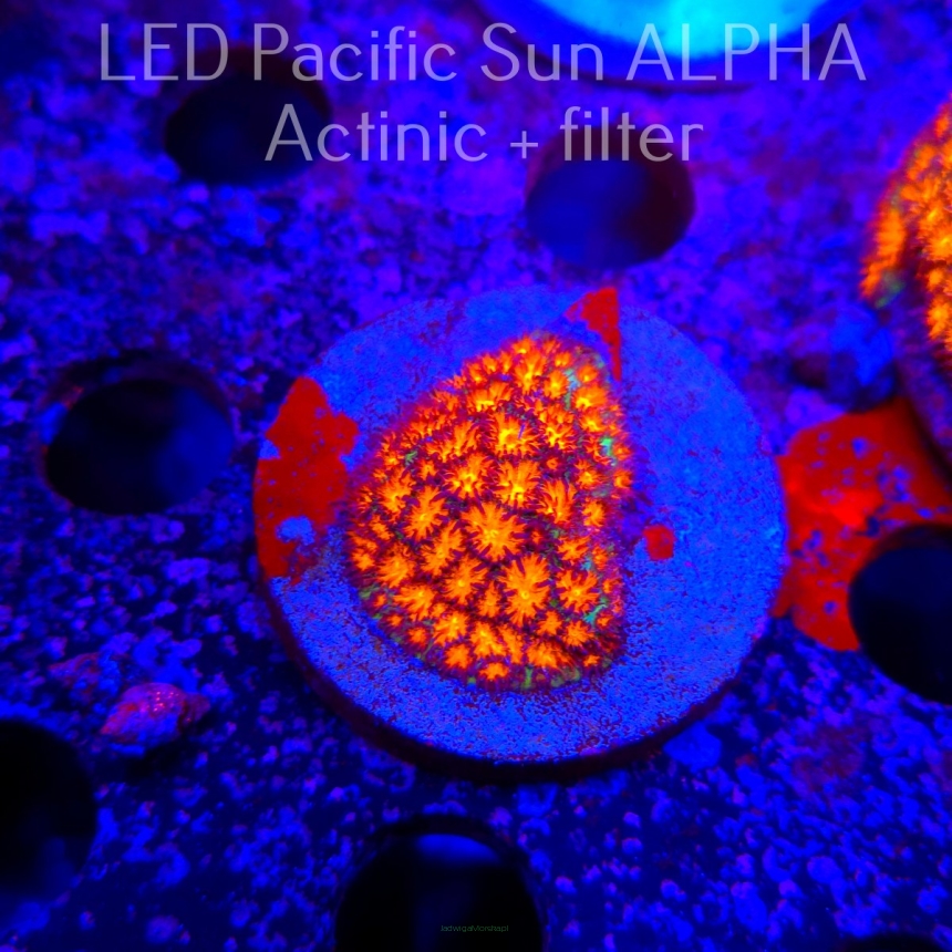 Leptastrea pruinosa ORANGE (22.01.2025)  4cm