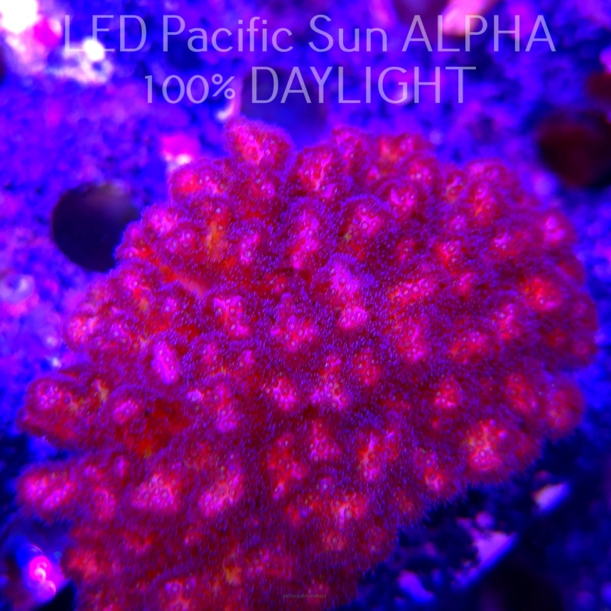 Pocillopora verrucosa PURPLE (22.01.2025)  10cm