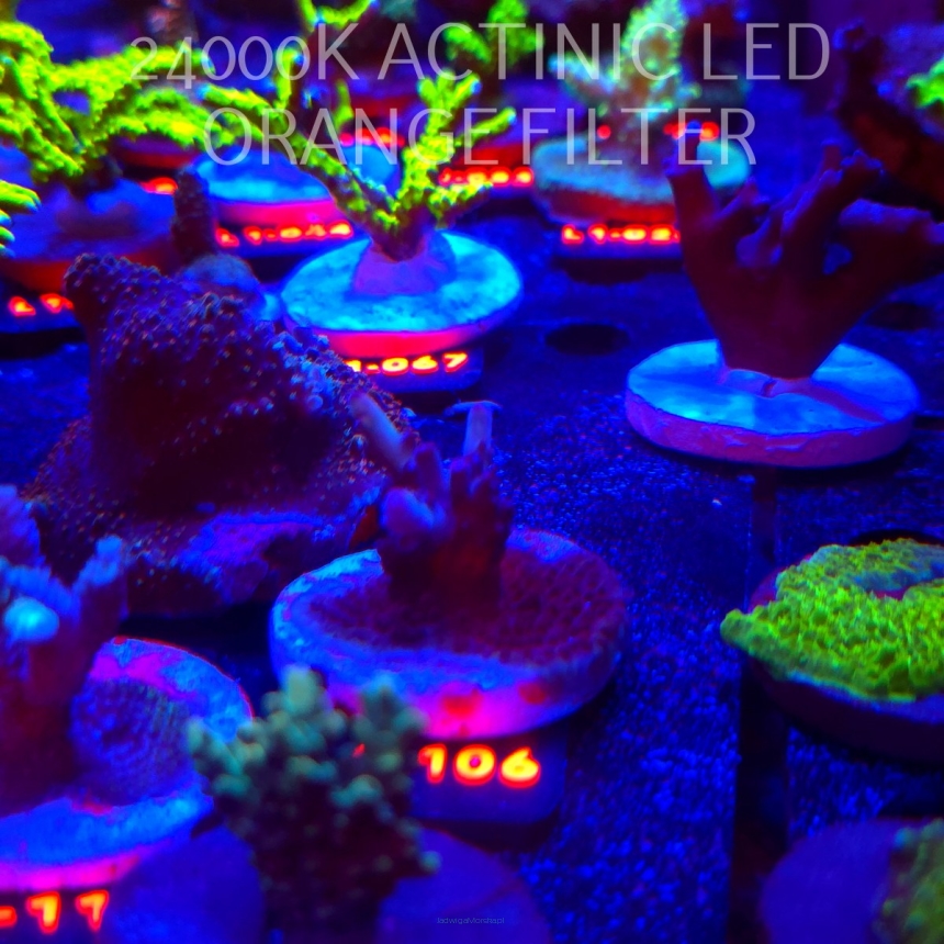 Acropora sp AUSTRALIA (09.10.2025) L1-106  3cm