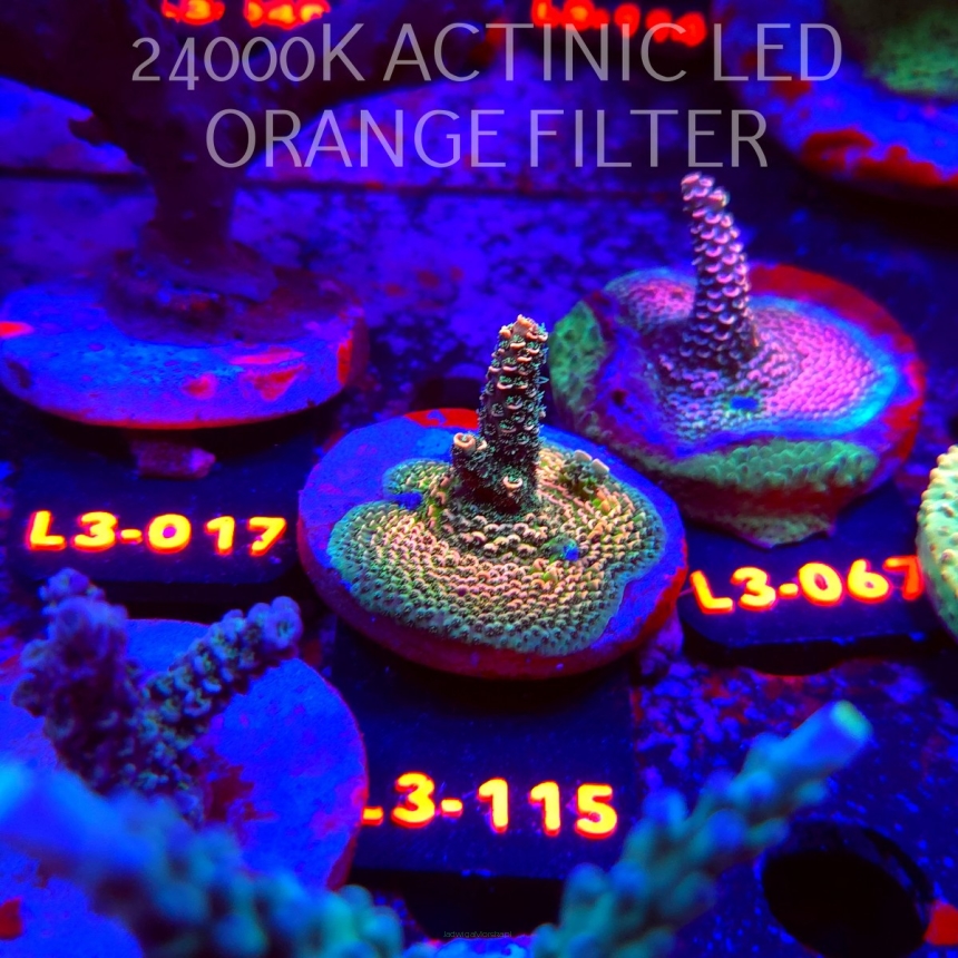 Acropora sp. PREMIUM AUSTRALIA (05.01.2026) L3-115  5cm