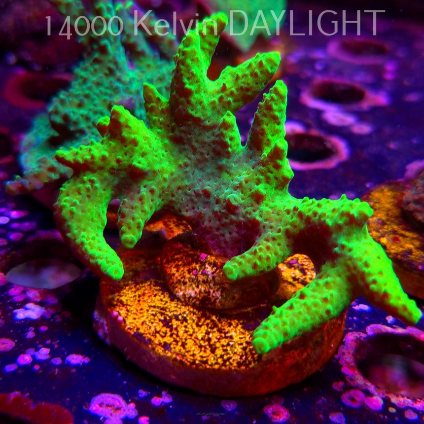 Acropora HYACINTHUS GREEN (07.04.2025) MM6-II-7  7cm