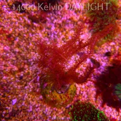 Gorgonia sp. (18.05.2025)