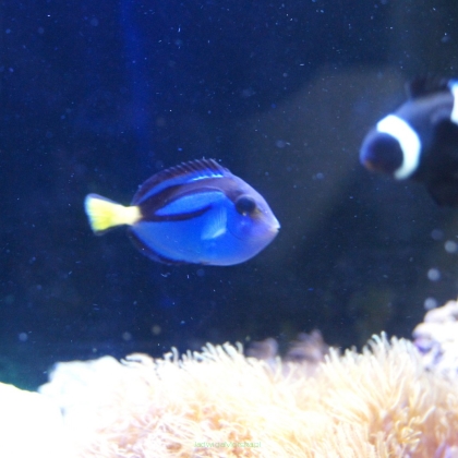 Paracanthurus hepatus 2-3 cm