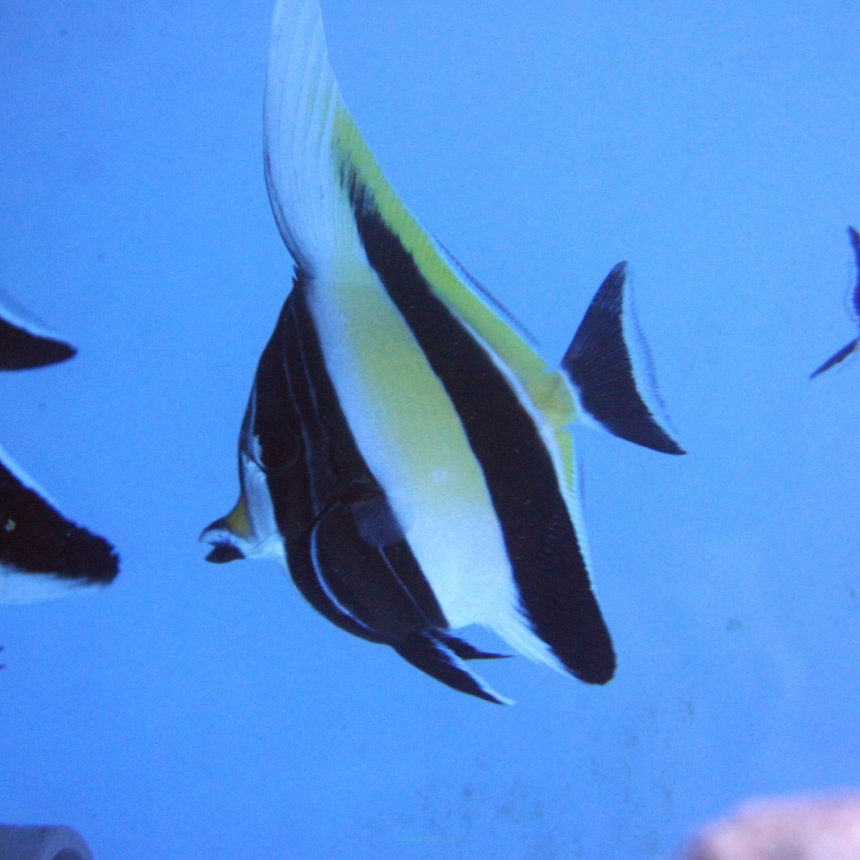 Zanclus cornutus (Moorish Idol) 7-8 cm
