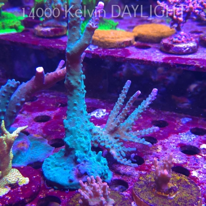 Acropora sp. AUSTRALIA (06.11.2025) MM1-II-6  16cm