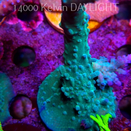 Acropora sp. AUSTRALIA (08.05.2025) MM1-II-6  11cm
