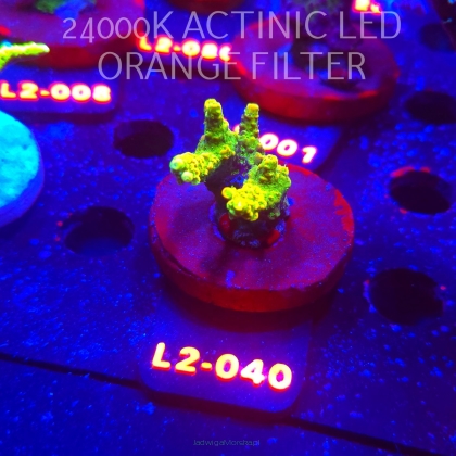 Acropora GOLD JAWDROPPER (14.11.2025) L2-040  4cm