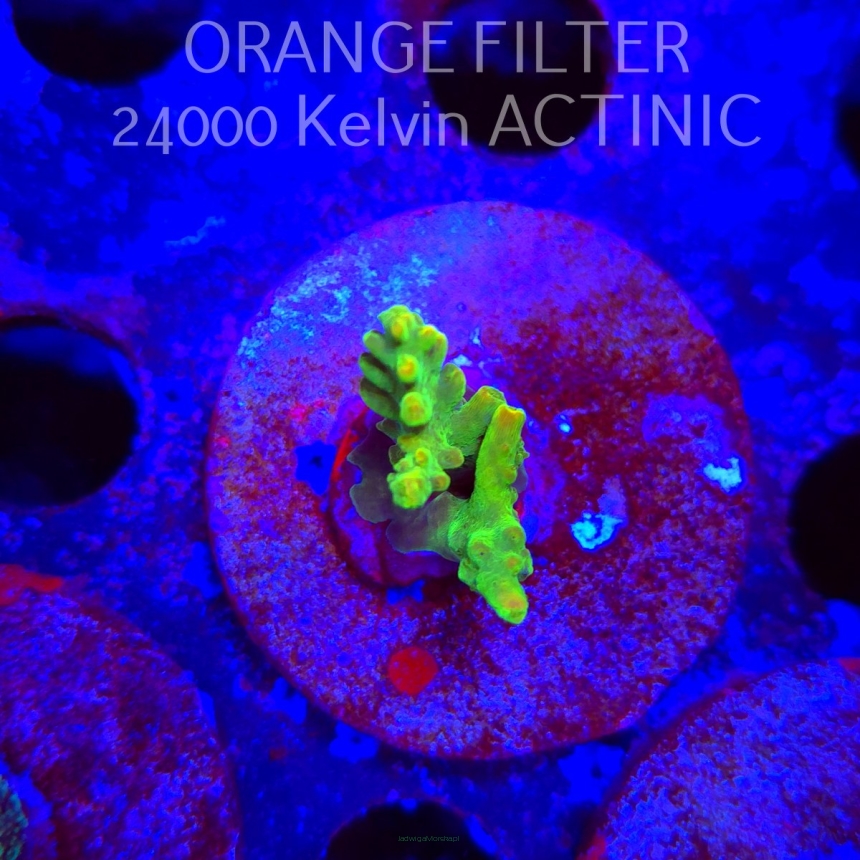 Acropora sp. AUSTRALIA (21.06.2025) L4-I-29  3cm