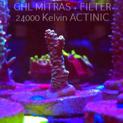 Acropora sp. AUSTRALIA (20.02.2025) L4-I-29  4cm